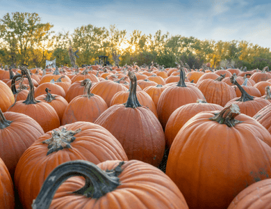 Earn youth-service-fund hours for trips & events - help at our Pumpkin Patch!